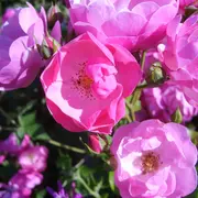 Rendez-vous aux jardins au Jardin de Mireille