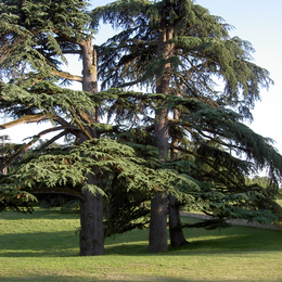 Rendez-vous aux jardins : Château Pierrail