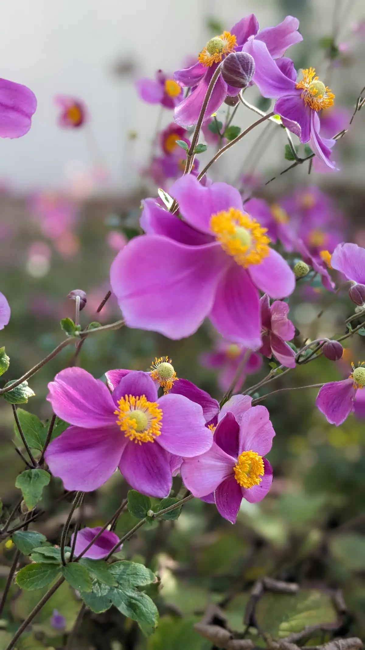 Rendez-vous aux jardins - édition 2026