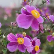 Rendez-vous aux jardins - édition 2026