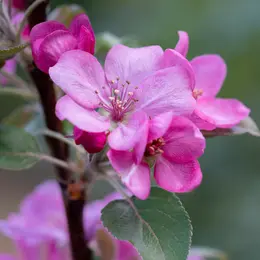 Rendez-vous aux Jardins - Jardin de la Taillade