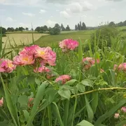 Rendez-vous aux jardins : Jardin la Bourdasse