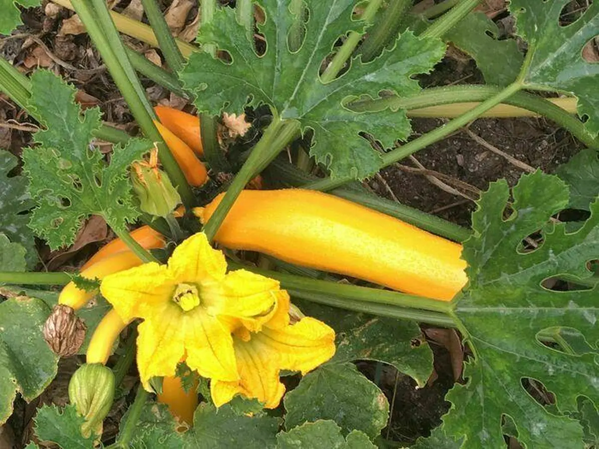 Rendez-vous aux jardins - Jardin solidaire Sacré Coeur (pour le grand public)