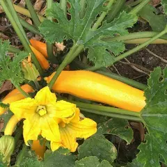 Rendez-vous aux jardins - Jardin solidaire Sacré Coeur (pour le grand public)