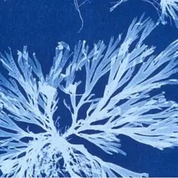 Rendez-vous aux jardins : La photo alternative by Camera Natura