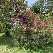 Rendez-vous aux jardins - Le Vicel