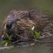 Rendez-vous avec l'Observatoire Loire - Affût castor