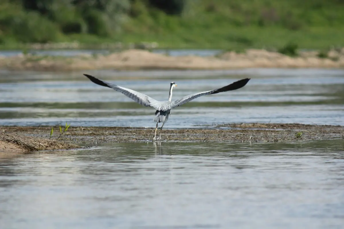 Rendez-vous avec l'Observatoire Loire - Embarquez avec un ornithologue