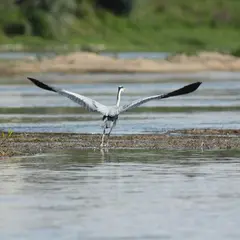 Rendez-vous avec l'Observatoire Loire - Embarquez avec un ornithologue