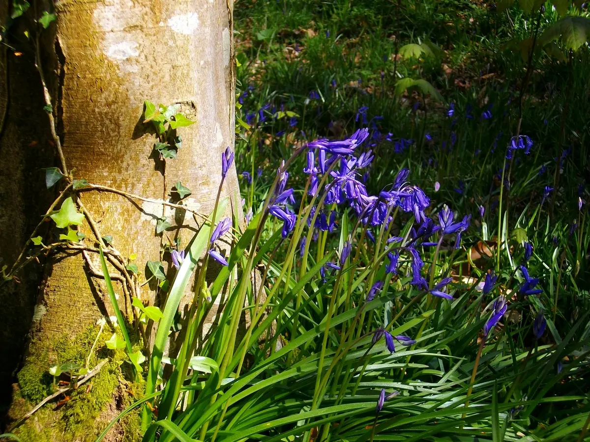 Rendez-vous créatif Des fleurs pour les abeilles, un bouquet pour mamans