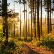 Rendez-vous des boiseaux