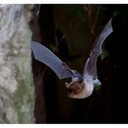 Rendez-vous nature :  À la découverte des chauves-souris du Perche