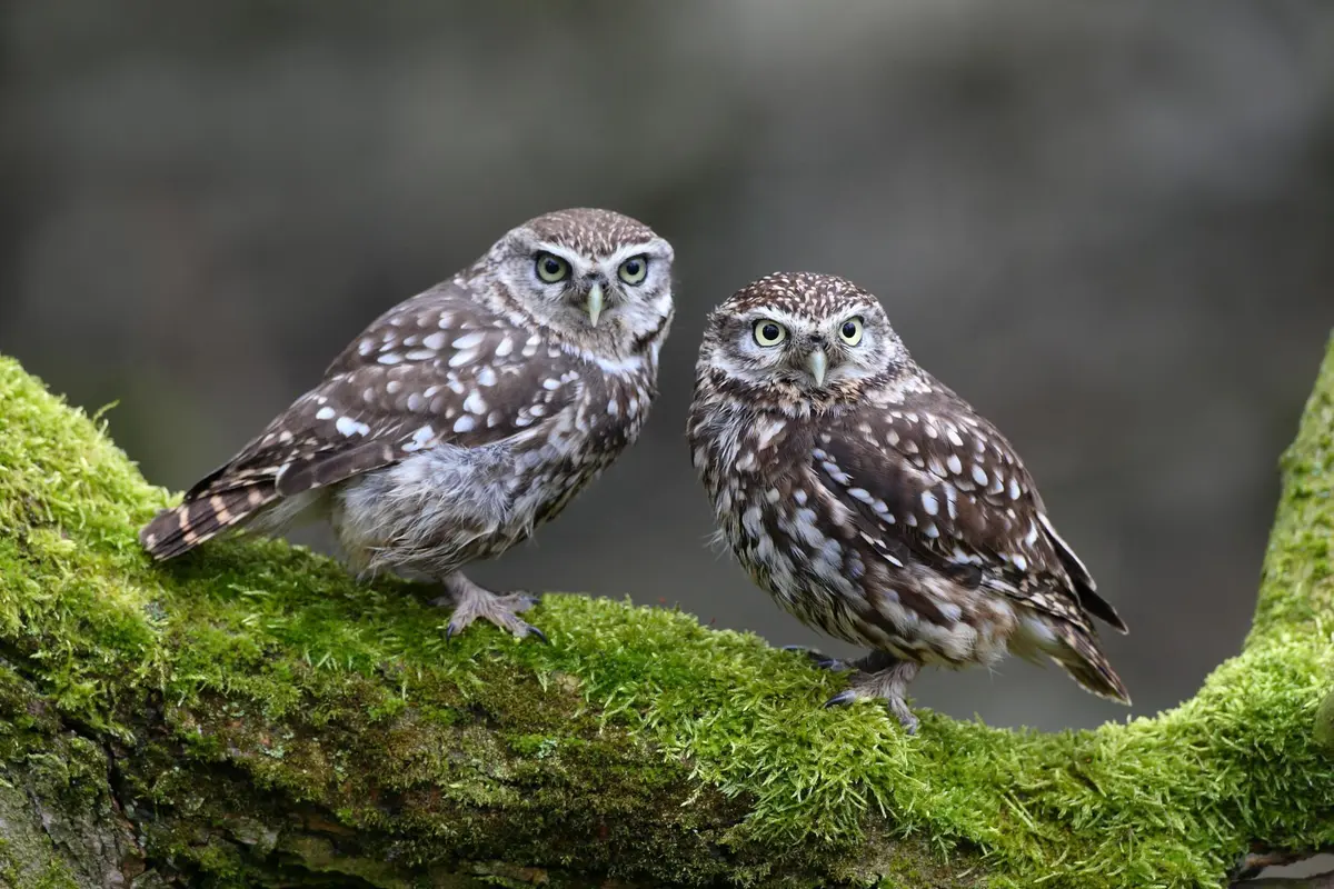 Rendez-vous nature (causerie et promenade) / Chouettes, hiboux, chauves-souris et autres animaux de la nuit