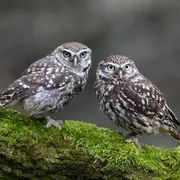 Rendez-vous nature (causerie et promenade) / Chouettes, hiboux, chauves-souris et autres animaux de la nuit