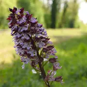 Rendez-vous Nature : le monde des orchidées