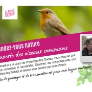 Rendez-vous Nature - Ornithologie - Néoux
