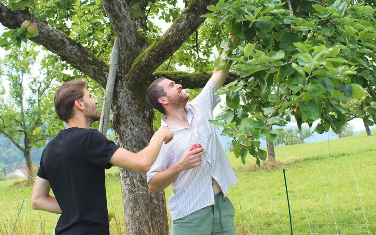 Léo et David réinventent le cidre artisanal de haute volée made in Sundgau