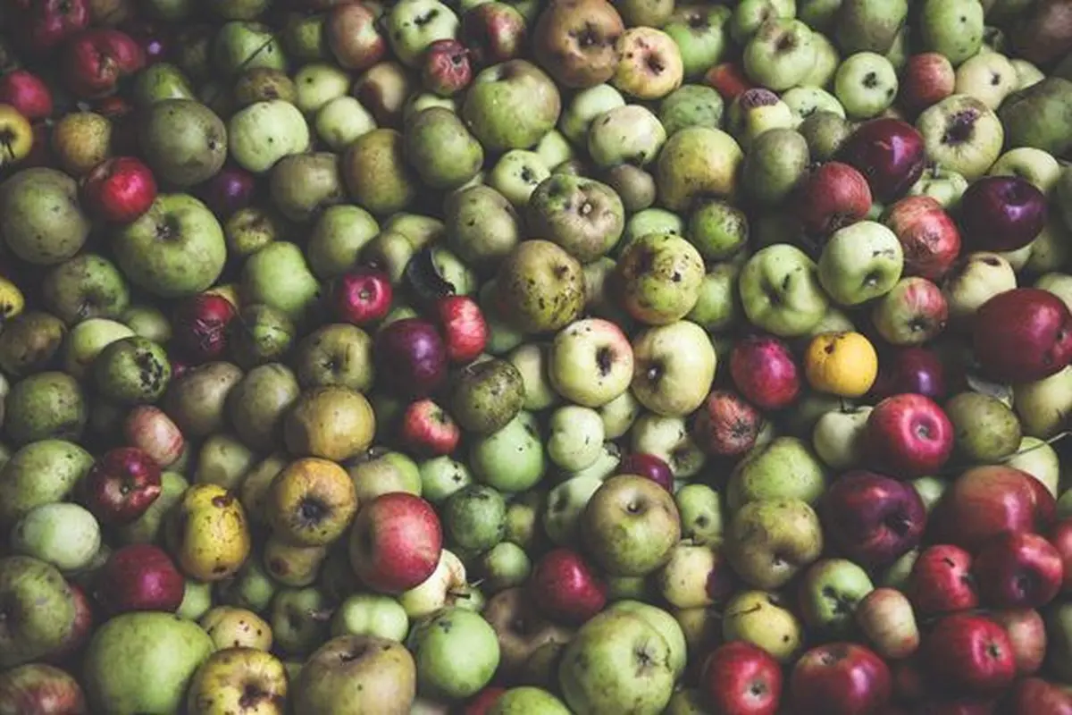 Si on veut des pommes, il faut secouer le pommier