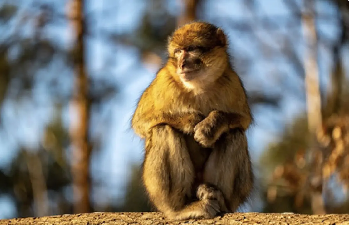 Réouverture de la Montagne des Singes à Kintzheim