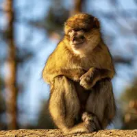 Réouverture de la Montagne des Singes à Kintzheim DR