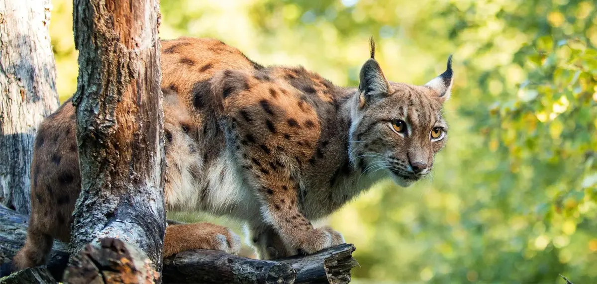 Réouverture de la Réserve zoologique de la Haute-Touche : 436 hectares de nature et 1 500 animaux à découvrir