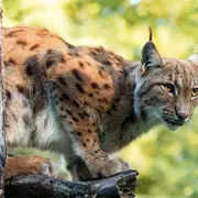 Réouverture de la Réserve zoologique de la Haute-Touche : 436 hectares de nature et 1 500 animaux à découvrir