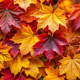 Repas d'automne