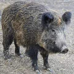 Repas de chasse