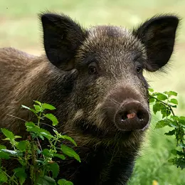 Repas de chasse à Mouzens