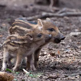 Repas de chasse de Doissat