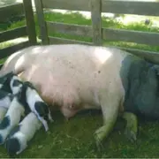 Repas gastronomique autour du cochon Cul Noir