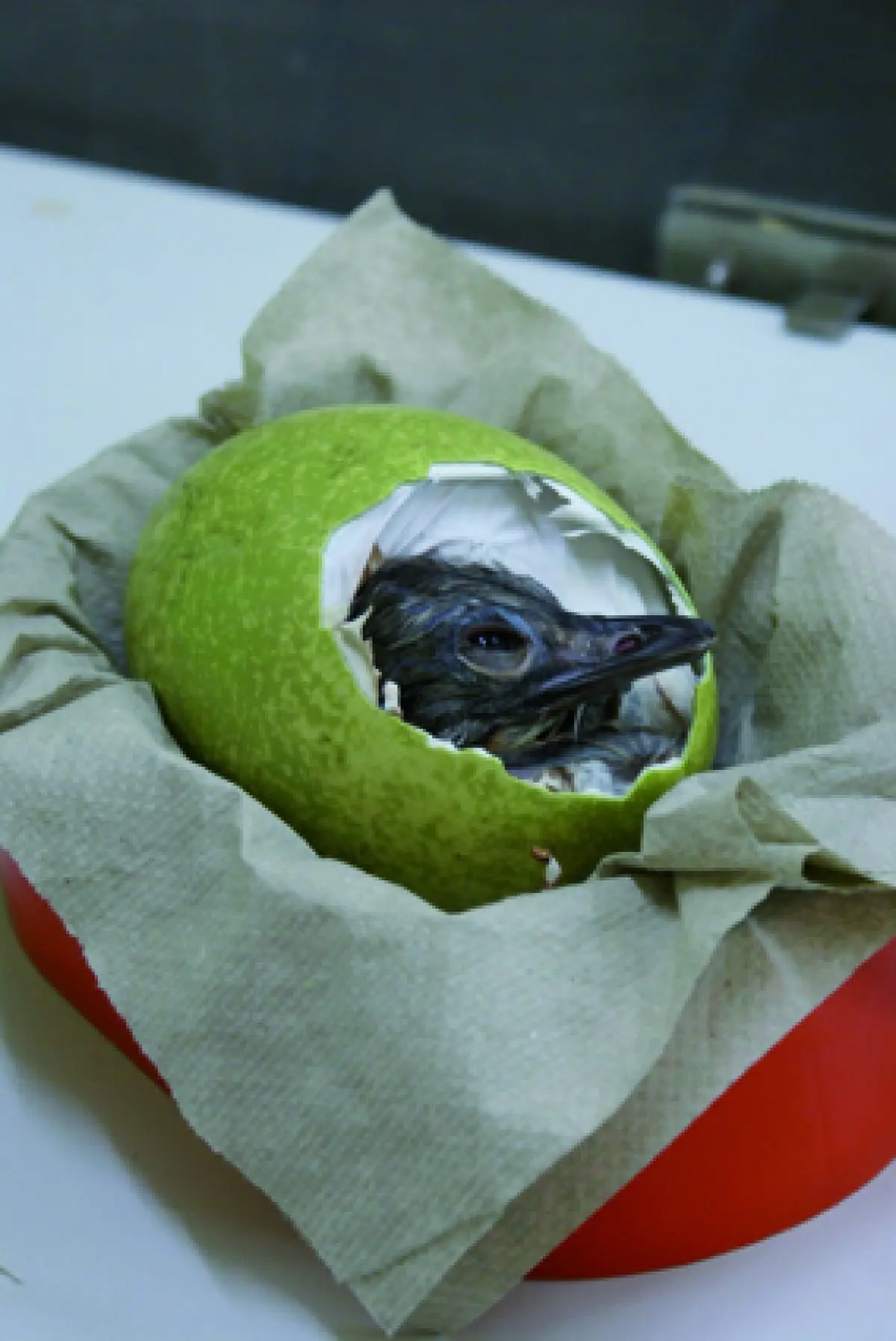 Oh ! Le nandou veut sortir !