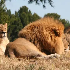Réserve africaine de Sigean