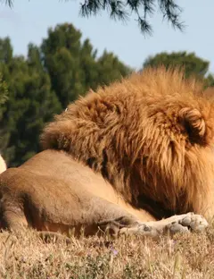 Réserve africaine de Sigean