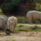 Troupeau de rhinocéros de la réserve africaine de Sigean &copy; H. Zell, CC BY-SA 3.0