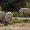 Troupeau de rhinocéros de la réserve africaine de Sigean &copy; H. Zell, CC BY-SA 3.0