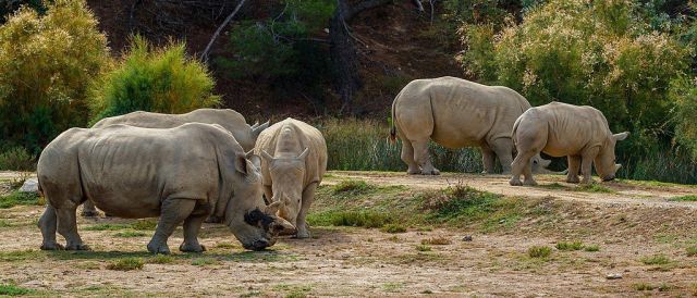 Troupeau de rhinocéros de la réserve africaine de Sigean