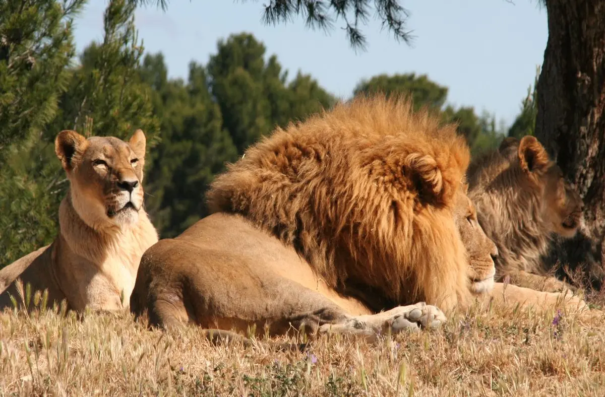 Réserve africaine de Sigean