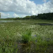 Réserve Naturelle de Chérine : les étangs de la Touche et Purais