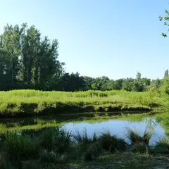 Réserve naturelle de la forêt de la Robertsau et de La Wantzenau