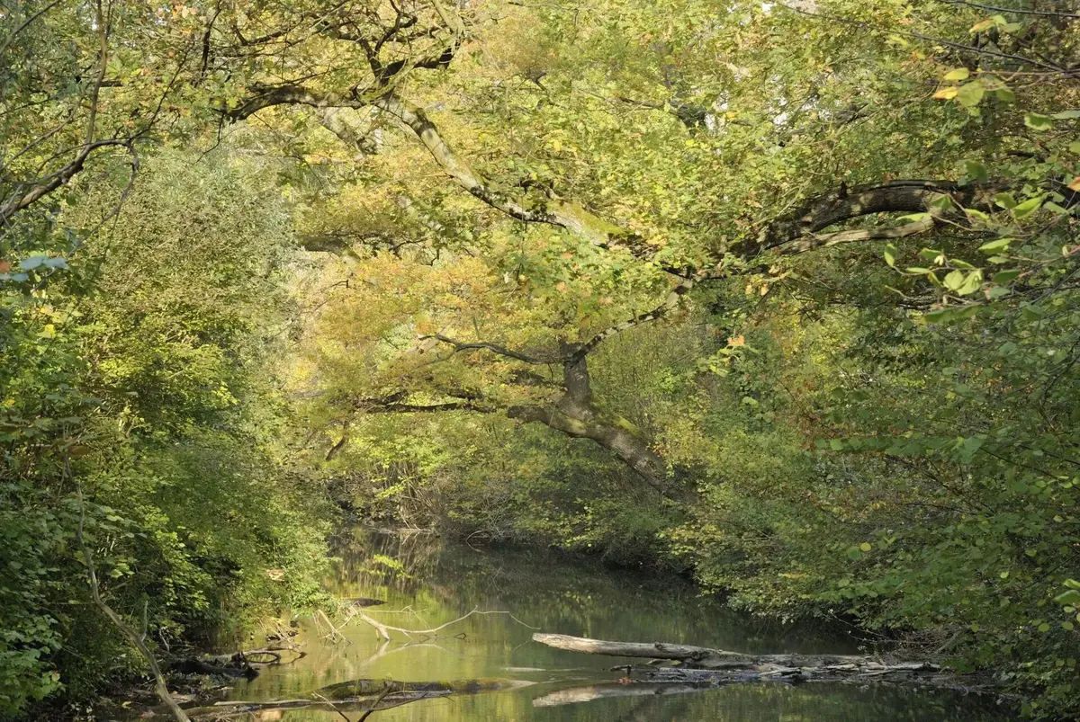 Réserve naturelle de la forêt du Neuhof-Illkirch