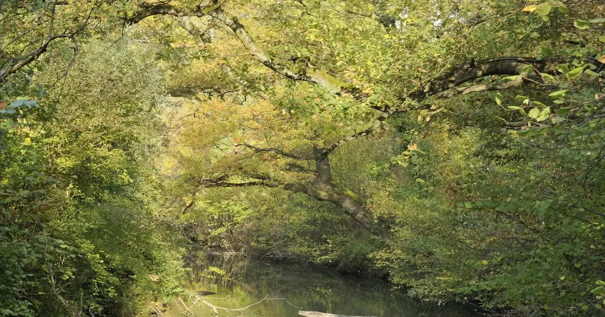 Réserve naturelle de la forêt du Neuhof-Illkirch