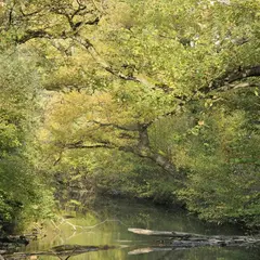 Réserve naturelle de la forêt du Neuhof-Illkirch