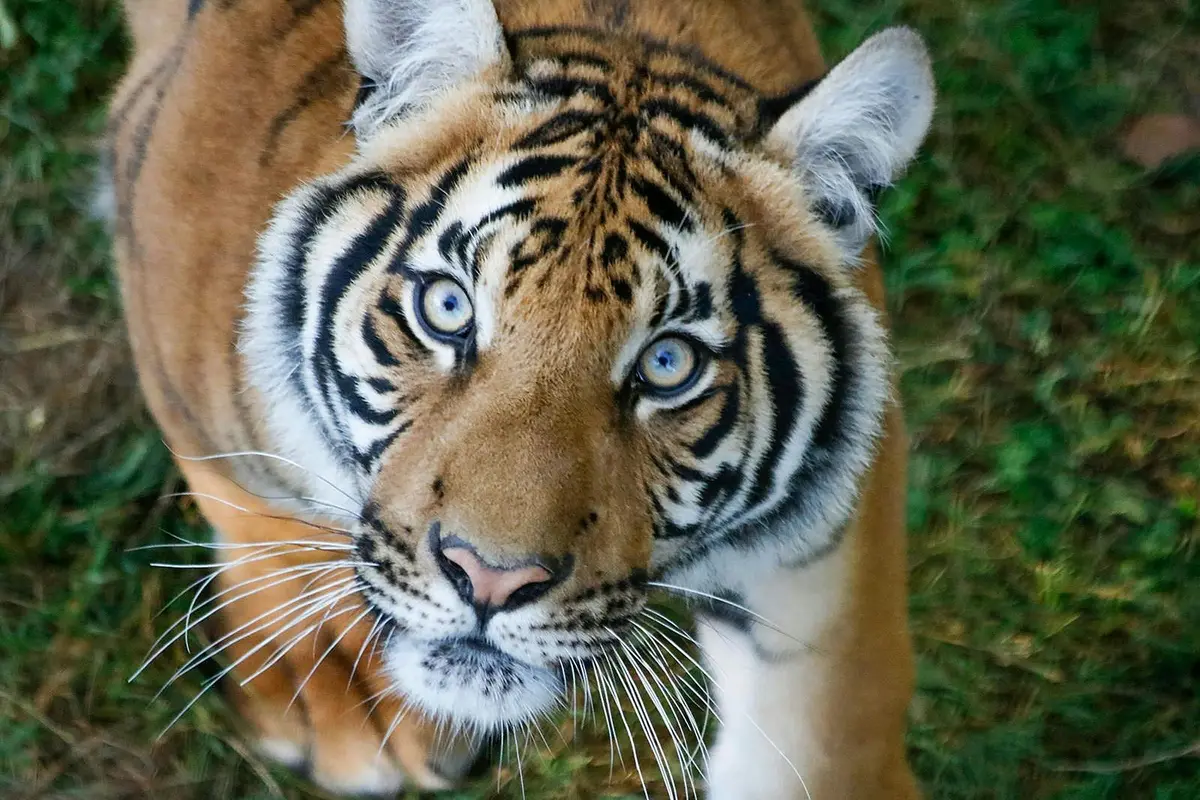 Réserve Safari de Lumigny