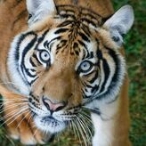 R&eacute;serve Safari de Lumigny : Billet d'entr&eacute;e