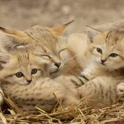 Réserve Safari de Lumigny & Terre de Singes: Billet d'entrée