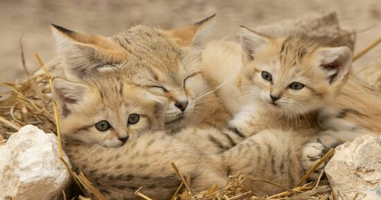 R&eacute;serve Safari de Lumigny & Terre de Singes: Billet d'entr&eacute;e