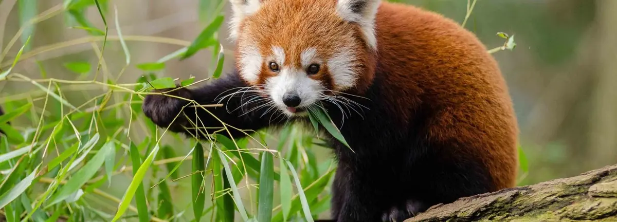 Réserve Zoologique de la Haute-Touche