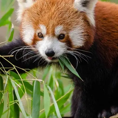 Réserve Zoologique de la Haute-Touche