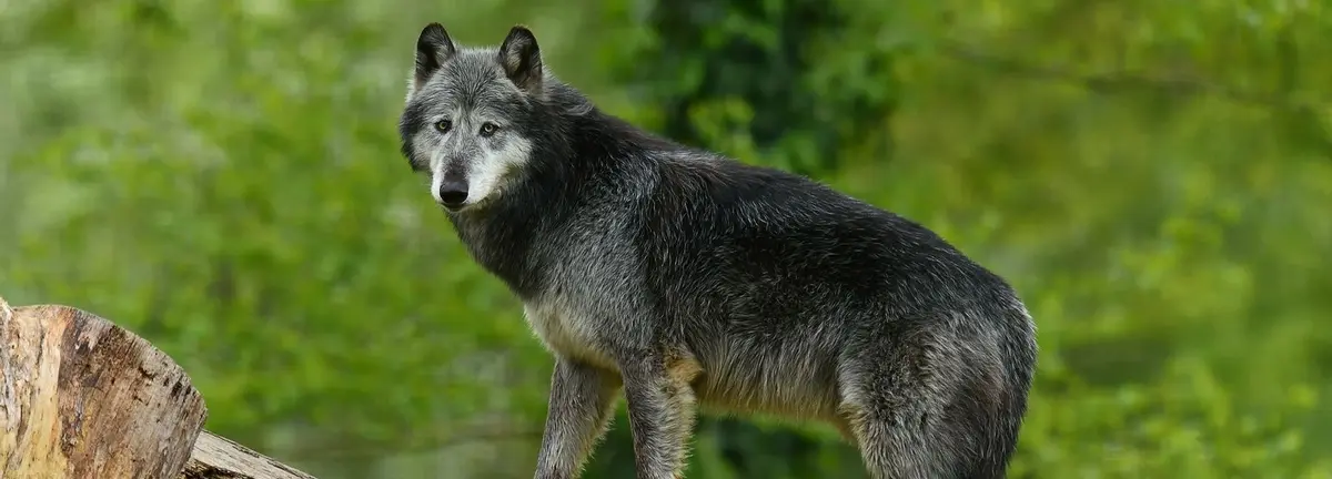 Réserve Zoologique de la Haute-Touche